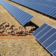Solární panely australského farmáře Toma Warrena vypadají jako všechny ostatní – dokud si nevšimnete desítek ovcí, které se pasou a odpočívají. A tím pomáhají zemi přejít na zelenou energii a zároveň svému majiteli přinášejí slušný příjem. 

(Pasoucí se stádo v Dubbo Solar Hub, 19. ledna.)