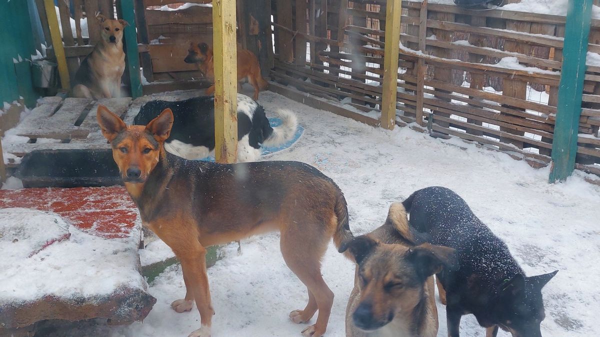 Česká sbírka pomáhá psům na Ukrajině, útulek u fronty je bez proudu