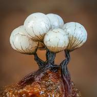 Shluk 1,5 mm vysokých, nezralých slizových hub Cribraria rufa ve starém lesním porostu v jižním Buckinghamshire v Anglii. Vyfotil Barry Webb.