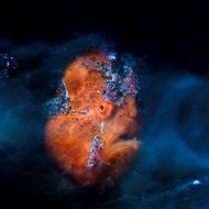 Fotografie oranžově zbarvené ryby rodu Antennarius pictus na černém vulkanickém písku v Lembehském průlivu v Indonésii. Vyfotil Daniel Sly.