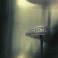 Skupina hub (Mycena sp.) rostoucích v lese Raismes–Saint-Amand-Wallers v severní Francii. Autorem snímku je Gods-Cédric Rousseau.