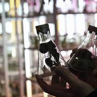 „Intervaly kvetení se změní, rostliny budou kvést, ale nebudou schopny vytvořit semena po dobu jednoho nebo dvou let. Nebo například vytvoří semena, ale ta nebudou životaschopná – budou mrtvá,“ řekl Ivannikov, který se snaží zůstat optimistický.