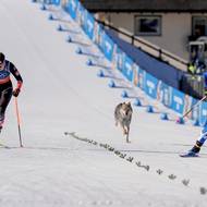 Chorvatskou běžkyni na lyžích Teny Hadzic doprovází nečekaný závodník.