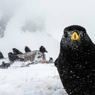 Snímek „No a co?“ - kavče žlutozobé vyfotil v Bernských Alpách André Abbenhaus.