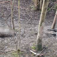 Vedle pozůstatků vysoké zvěře leží v lese i tlející těla dvou divočáků.