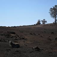 Austrálie zůstává i přes velké investice do obnovitelných zdrojů energie silně závislá na fosilních palivech. Canberra se zavázala, že v příštím desetiletí sníží emise skleníkových plynů až o 70 procent oproti úrovni z roku 2005. Vynaložila také miliardy na solární energii, větrné turbíny a ekologickou výrobu a zavázala se učinit z Austrálie supervelmoc v oblasti obnovitelné energie.

(Zraněná ovce na spálené pastvině v Ruffy, 11. ledna 2026.)
