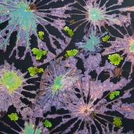 „V jezírku za tropickým deštným pralesem v Si-šuang-pan-na jsem našel tyto rozkládající se lotosové listy plovoucí na tmavé vodě, jejichž kostrovité žilky vytvářely jemnou krajku fialové a zelené barvy. Mezi nimi se uchytily jasné shluky plovoucích kapradin,“ uvedl fotograf Ming-chuej Jüan.