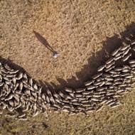 Panely měly další překvapivý vedlejší účinek: protože je tráva chráněna před povětrnostními vlivy, má stabilnější kvalitu. A to zase zlepšilo kvalitu vlny produkované ovcemi. „Vlna je skutečně lepší a čistší,“ řekl Warren. 