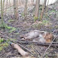 Kusy těl mohou v lese ležet i několik týdnů.