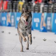 „Je to docela milý pes, který nikomu nebrání v postupu,“ pokračovali hlasatelé, jak popsal časopis People.