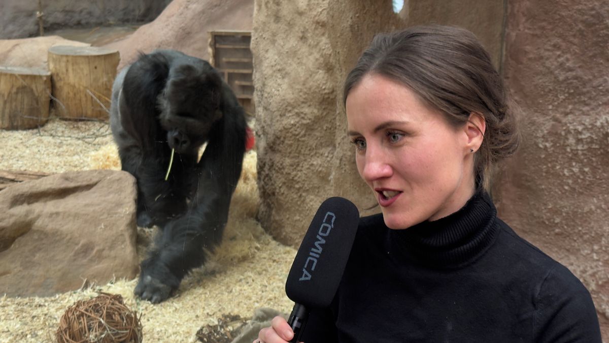 Gorily v mlze na vlastní kůži. Češka strávila rok mezi největšími primáty