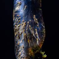 „Při terénním výzkumu v období cyklónů jsem měl příležitost být svědkem úžasného přírodního divadla: hromadného rozmnožování madagaskarských žab. Deštný prales Maromizaha, kde jsem strávil šest měsíců sběrem dat pro svou doktorskou práci, je domovem mimořádně bohatého druhového bohatství obojživelníků, z nichž nejméně 74 je endemických,“ uvedl fotograf Filippo Carugati. „Na této fotografii jsem zachytil velkou snůšku vajíček (20–30 cm) visící na malém kmeni. Uvnitř tohoto shluku vajíček plavalo několik pulců klidně v želatinové hmotě. Pomocí externího dálkově ovládaného blesku jsem objekt osvětlil zezadu, čímž jsem zvýraznil tvary sbíhajících se pulců a barevnou směs uvnitř želatiny, která navozovala kosmický dojem.“