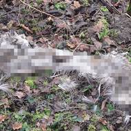 Část kůže z jelení zvěře.