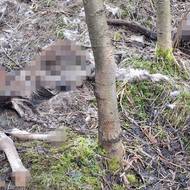 V okolí je cítit zápach z rozkládajících se těl.