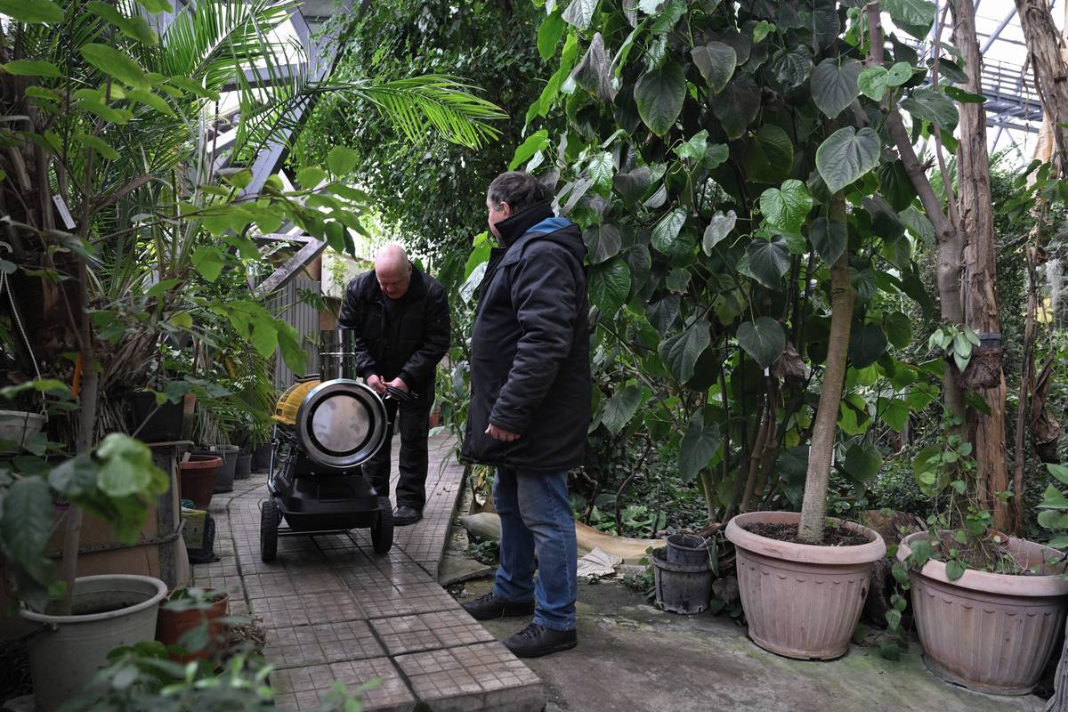 Roman Ivannikov strávil přibližně 30 let péčí o orchideje, azalky a fíky v ukrajinské Národní botanické zahradě.

(Naftový ohřívač v hlavním skleníku Národní botanické zahrady Gryška, 11. února.)