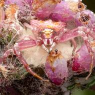 „Tyto barevné pavouky jsem poprvé spatřil loni a byl jsem překvapen, když jsem zjistil, že pocházejí z Velké Británie. Jsou specialisty na vřesoviště a díky tomu, že bydlím poblíž vřesoviště v Dorsetu, jsem měl letos v létě příležitost je znovu hledat. Chtěl jsem zachytit chování samice, která hlídá svůj vaječný vak. Po mnoha výletech na několik míst jsem našel populaci pouhých 15 minut od domova,“ řekl Guard-Wayne Sayers.