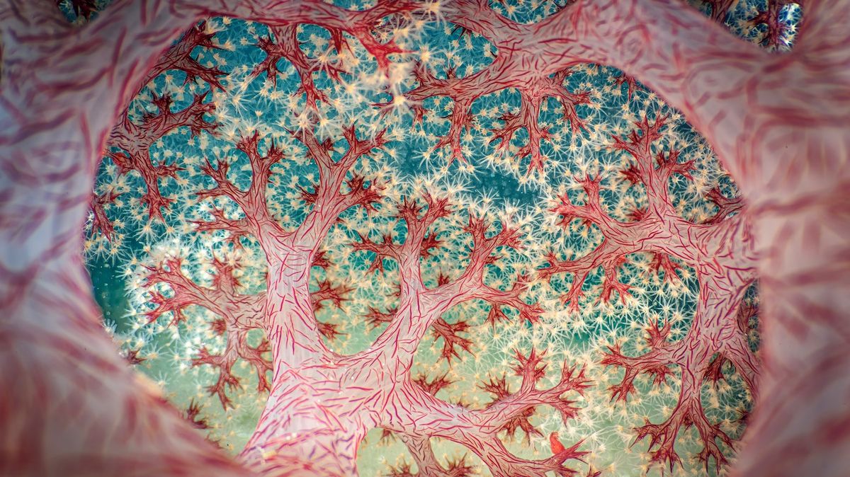 Porota vybrala nejlepší snímky světa, jak ho běžně neuvidíte