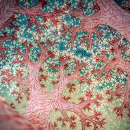 Celkovým vítězem soutěže se stal snímek Rosse Gudgeona s názvem Fractal Forest, který zachycuje vnitřek měkkého korálu v Lembehském průlivu v Indonésii.