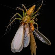 „Paslíďákovití jsou dravci, kteří aktivně loví kořist pomocí zraku. Ačkoli produkují a používají hedvábí, nestaví sítě k lovu kořisti. Na tohoto pavouka jsem narazil během průzkumu motýlů. Bylo velmi horké jaro s malým množstvím srážek, ale toho večera najednou začalo pršet, což přimělo tisíce termitů zahájit svůj pářící tanec a rojit se ve vzduchu. To poskytlo pavoukovi vynikající příležitost k nočnímu lovu,“ popsal autor snímku Artur Tomaszek. „Nakonec se pavoukovi podařilo ulovit dva nebo tři termity najednou, čímž vznikla tato působivá scéna.“