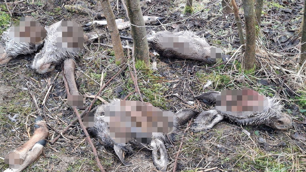 Uřezané hlavy laní prověřuje kriminálka. „Poškozuje nás to,“ tvrdí šéf myslivců