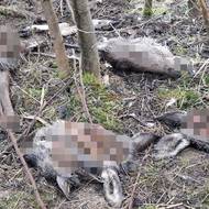 Neznámý pachatel vyklopil do lesa „zbytky“ patrně z naháňky.