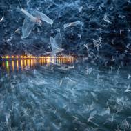 Snímek pojmenovaný Modrá armáda. Jde o rojení jepic (Ephoron virgo), které zachytil fotograf Imre Potyó v maďarském městě Szentendre.