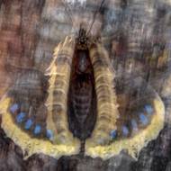 Motýl seděl na kmeni břízy, přitahován vytékající mízou způsobenou napadením larvami drvopleňe obecného. Vyfotil Pål Hermansen.