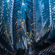 „V Tulambenu na Bali jsem při zkoumání hvězdic narazil na tuto krevetu. Dokonale maskovaná barvou i vzorem se pevně držela svého hostitele a většinu času trávila nehybně. Spoléhala se na hvězdici jako na ochranu a potravu unášenou proudem. S pomocí čočky ‚bug-eye‘ se mi podařilo přiblížit se velmi blízko,“ svěřil se fotograf Luis Arpa.