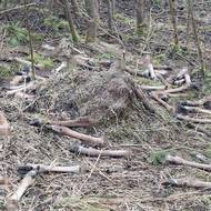 A zhruba sto běhů vysoké zvěře.