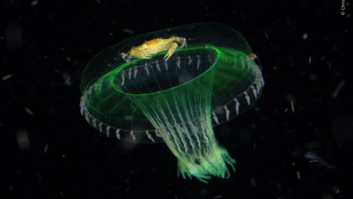 Soutěž o nejlepší fotky přírody zná finalisty. Vítěze můžete vybrat i vy