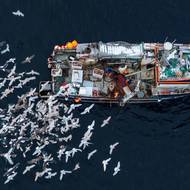 Ústředním prvkem identity Inuitů je koncepce společného vlastnictví. Přežila 300 let kolonizace a je zakotvena v zákoně: Lidé mohou vlastnit domy, ale ne půdu pod nimi.