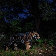 Tygr jménem T12 v rezervaci hluboko v Similipal Odisha v Indii. Trpí pseudomelanismem, vzácným genetickým onemocněním, kdy jsou tmavé pruhy širší. Vyfotil Prasenjeet Yadav.