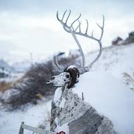 „Lidé tady se zajímají o to, co přinese další den. Je v ledničce jídlo? Dobře, tak si můžu ještě trochu pospat. Pokud tam jídlo není, půjdu ven a chytím rybu nebo zastřelím soba,“ popsala každodenní realitu Vanilla Mathiassenová, dánská učitelka v Kapisillitu, která již 13 let pracuje v městech a vesnicích po celém Grónsku.