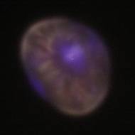 Kvůli odvetě byli v Izraeli zavřené školy, v pondělí se na části území židovského státu znovu otevřely. Do tříd se ale podle ministerstva školství v těchto bezpečnějších oblastech nevrátila ani polovina žáků.
(Zachycení iránské rakety, pohled z Aškelonu na jihu Izraele, 11. března.)