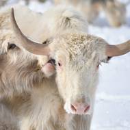 Jaci mají v této tradičně kočovné zemi hluboký kulturní a symbolický význam, ale jejich počet po rozpadu SSSR prudce poklesl.