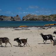 Ohrožené druhy na ostrovech Les Saintes představují polovinu všech ohrožených plazů na celém souostroví Guadeloupe. Podle studie OFB z let 2021 až 2023 patří souostroví mezi nejdůležitější oblasti pro zachování biologické rozmanitosti v Karibiku. Kromě koz patří k hlavním hrozbám pro endemity další invazivní druhy zvířat, jako kočky, psi a krysy.