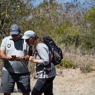Na ostrově Svatý Bartoloměj se jedno z možných řešení testuje. Asociace Island Nature Experience zde zvířata odchytává a umisťuje je na pastviny. Poté je po kontrole, díky výjimce od potravinářské správy, posílá do masného průmyslu. 