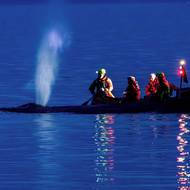 Naděje, že se keporkaka podaří živého dostat zpět do hlubších částí Baltu, podle něj ale stále je.