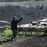Zjištění jediného případu na farmě znamená, že z preventivních důvodů musí být celé stádo utraceno. Do března bylo vybito přibližně 480 tisíc ovcí a koz, což představuje přes pět procent původního celkového počtu, píše agentura AFP.
