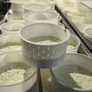 V oblastech, kde byly zaznamenány první případy nákazy, nebyly zřízeny žádné karanténní zóny. Zároveň policie zatkla zemědělce za nelegální přepravu zvířat v nákladních vozech do oblastí považovaných za nákazy prosté. Někteří farmáři preventivně svůj skot už několik měsíců vůbec nevypouštějí ven. „Krmíme je, napájíme a vůbec nechodí ven na pastviny. Náklady jsou skoro dvojnásobné. Ale žijeme v neustálém strachu, že se nemoc může dostat i k nám,“ řekl agentuře AFP farmář Giorgos Xenitidis.

(Sýr feta v plastových kbelících během výroby v sýrárně, 19. února v Soluni.)