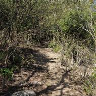 „I dospělé kozy lze zužitkovat,“ řekl předseda asociace Rudi Laplace, který pozoruje okamžité účinky odchytu koz na vegetaci na Svatém Bartoloměji. (Vegetace na kopci Le Chameau, 18. března.)