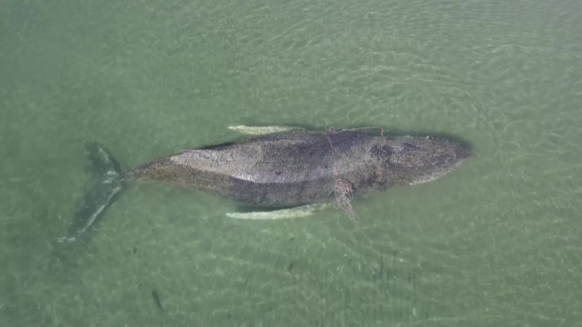 Video: V Baltu uvázla velryba, záchranáři bojují o její život už čtvrtý den