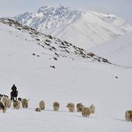„Aby se ovšem počet jaků zvýšil, musí stát přidělit pastviny, a to je největší problém,“ dodal.