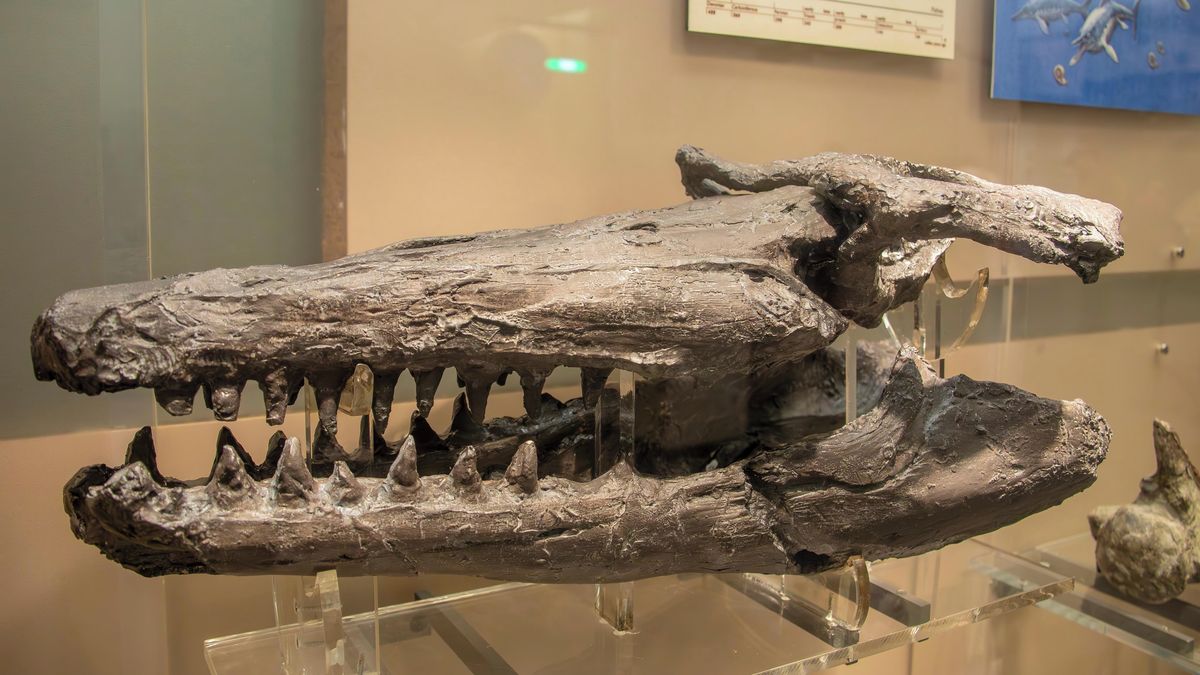 Nikdo nebyl nebezpečnější. V Mexiku našli ještěra z doby dinosaurů