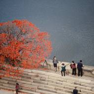 Petr Geisler: Červený strom, 1987.