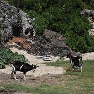 OFB proto připravuje evropský program Life v hodnotě deseti milionů eur na ochranu plazů na souostroví Guadeloupe a také na ostrovech Svatý Martin a Svatý Bartoloměj, které čelí stejným problémům. „To vyžaduje vyhubení některých druhů, jako jsou krysy, ale také regulaci populace koz,“ vysvětluje De Proft.