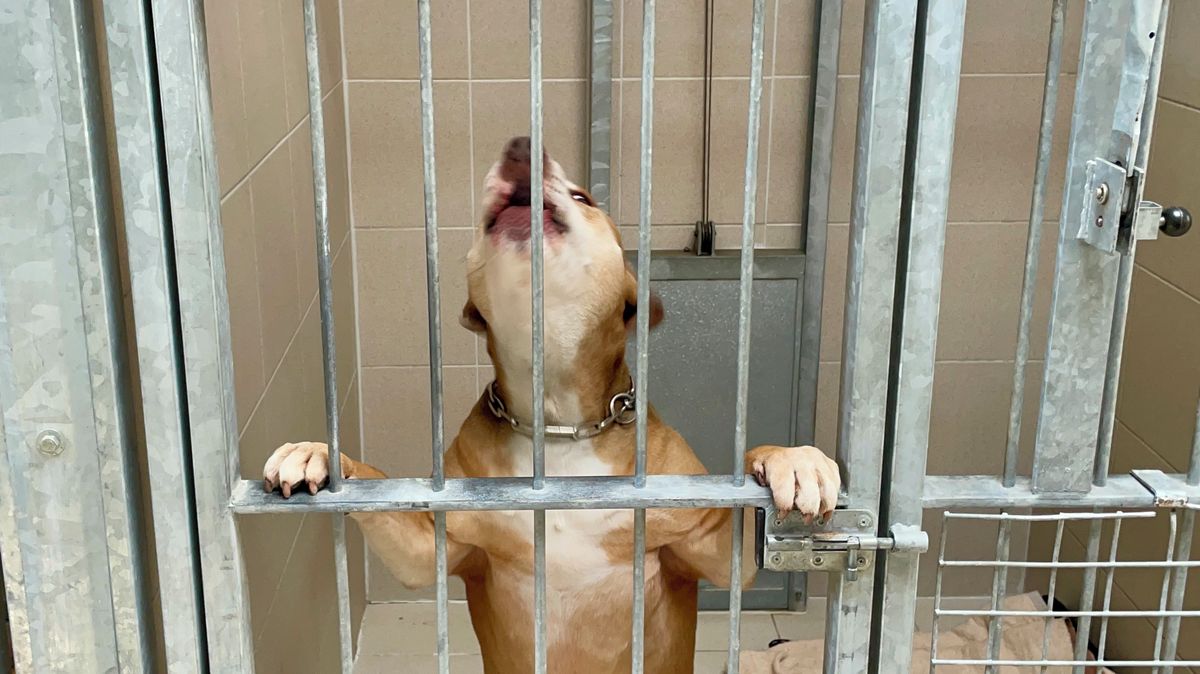 Místní si roky stěžovali na chov pitbulů. Úřad teď hodlá třicítku psů zabrat