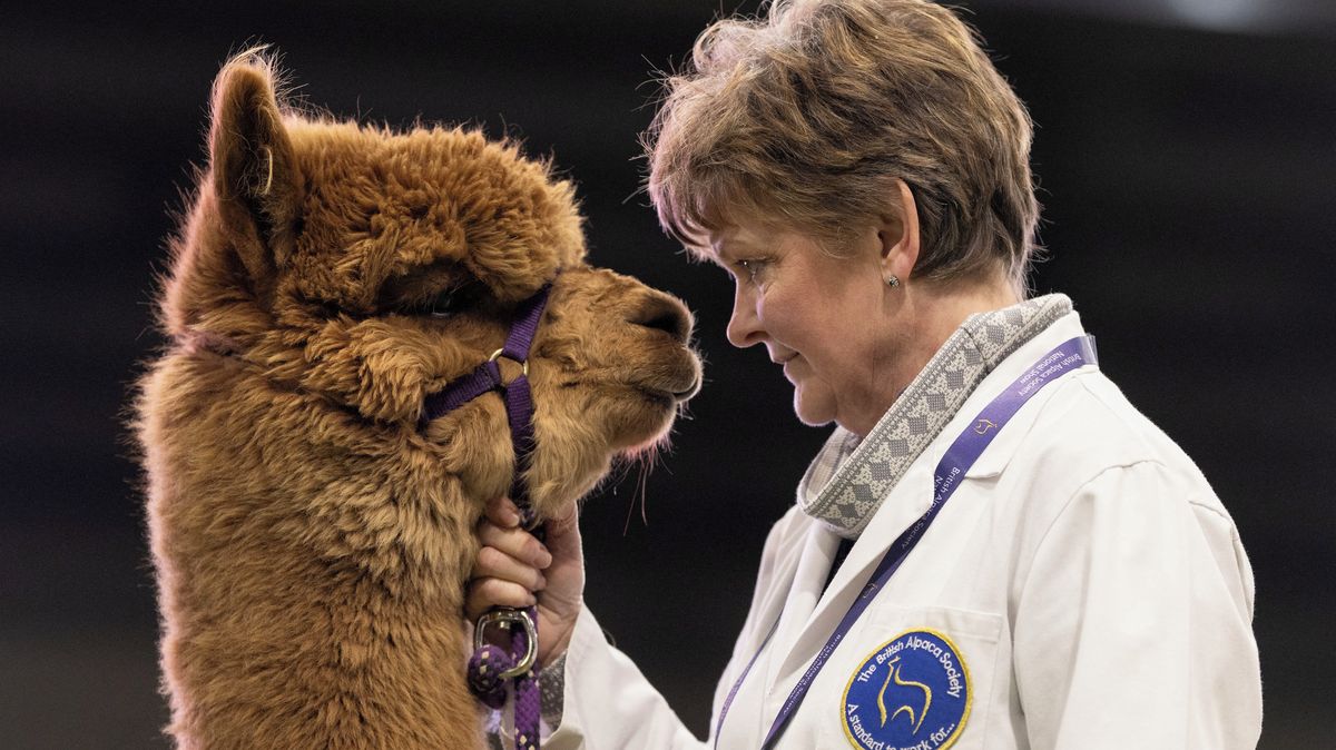 Šup na zadní a pohled zpříma do očí. Fotky šampionů mezi alpakami