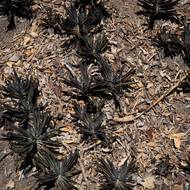 Pro turisty jde o atrakci, pro ekosystém o vážnou hrozbu. „Nadměrně spásají původní vegetaci a vytvářejí prostor pro odolnější invazivní druhy rostlin,“ vysvětlila Robertová. Příkladem je Le Chameau, nejvyšší bod Terre-de-Haut s nadmořskou výškou 304 metrů, kde je vegetace zdevastovaná, stromy jsou holé a větve ohlodané. (Le Chameau, 18. března)