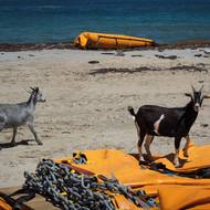 Za „pohlednicovou idylou“ se ale odehrává ekologická katastrofa. „Jen na Terre-de-Haut odhadujeme stav na nejméně jednu kozu na obyvatele, tedy 1500 kusů,“ uvedla Marie Robertová z Francouzského úřadu pro biodiverzitu (OFB), inženýrka specializující se na biodiverzitu na Francouzských Antilách. Tento odhad by měl být zpřesněn díky instalaci 50 fotopastí v průběhu nadcházejících měsíců.